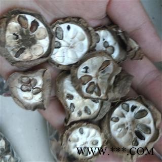 预知子 八月札 净统  产地 四川省南充市南部县图3