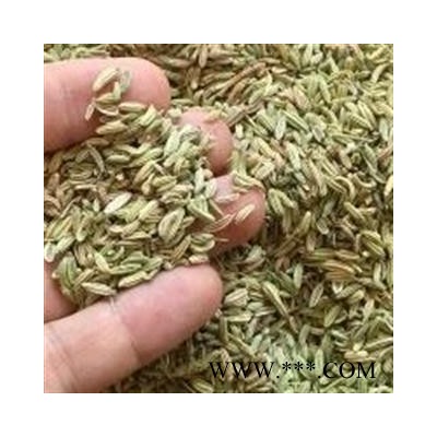 诺源药材行中药材正品香料 优质小茴香 茴香籽 炒菜炖肉