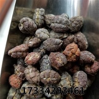 砂仁米 砂仁 去壳 统货 缩砂仁 缩砂蜜 缩砂蔤图2