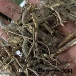 瑞森药材行中药材 茅梅根 茅莓根 红梅消根 三月泡根 蛇泡筋图3