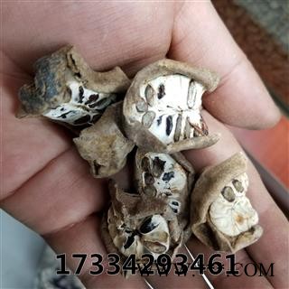 八月札 别称 八月扎 八月爪 预知子 新货图3