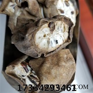 八月札 别称 八月扎 八月爪 预知子 新货图2