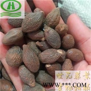 世元药业 胖大海 长粒果 药效更好 无硫 籽粒饱满 破皮少【全品花茶中药】图2