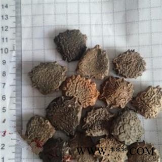 诺源药材行中药材精选木鳖子 漏苓子 藤桐子 无硫熏另有木鳖子仁图2