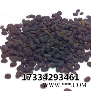 补骨脂  胡韭子 破故纸 黑故子 中药材供应图4