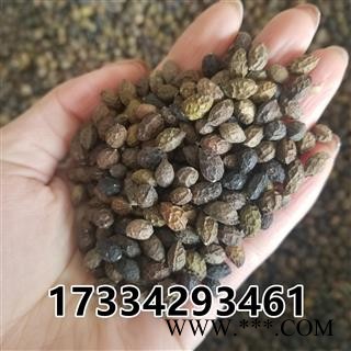 鸦胆子 大粒  老鸦胆 鸭蛋子 雅旦子图2