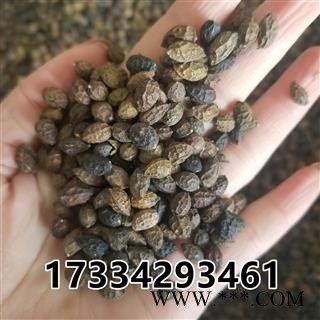 鸦胆子 大粒  老鸦胆 鸭蛋子 雅旦子图3