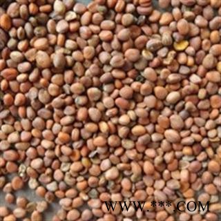 莱菔子 莱菔子统货 产地 山东省图2