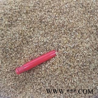 柏子仁 柏子仁统货 产地 河北省邢台市图4