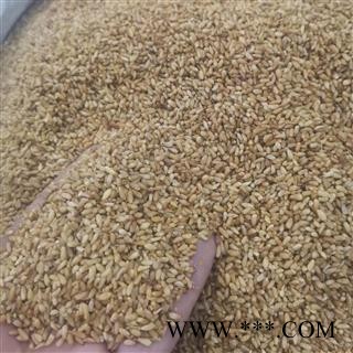 柏子仁 柏子仁统货 产地 河北省邢台市图2