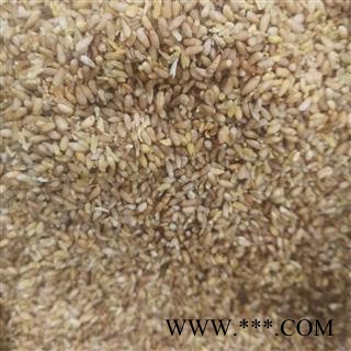 柏子仁 柏子仁统货 产地 河北省邢台市图3