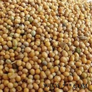 白芥子 选 质量保证 产地 四川省图2