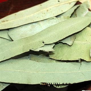 桉树叶 桉叶 新货颜色好图2