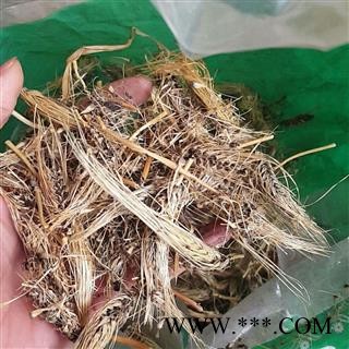 糠谷老 （菌） 看谷老 老谷穗 粟白发 老枪谷 谷子白发.图2