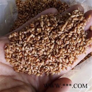 柏子仁 柏子仁选货 产地 山东省图2