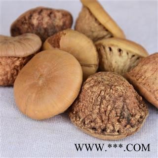 风流果 厚鳞柯 壮阳果 补肾果 益肾子 马牯 捻碇果 辗垫栗 厚鳞石栎 木栎子 大头椎图3