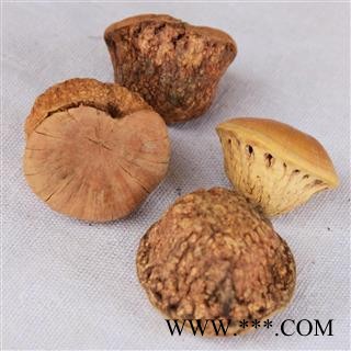 风流果 厚鳞柯 壮阳果 补肾果 益肾子 马牯 捻碇果 辗垫栗 厚鳞石栎 木栎子 大头椎图4