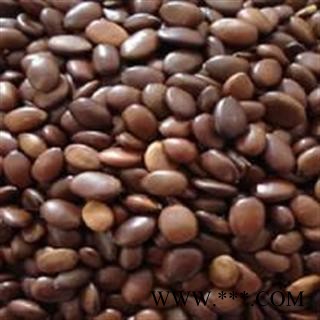 吉康药业新货皂角 皂角子 皂角籽 皂角种子 大皂角子图2