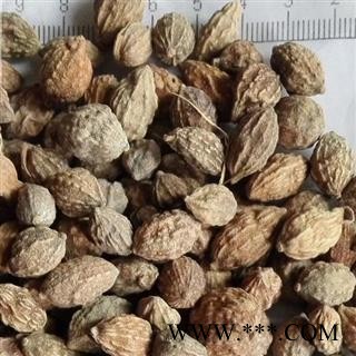 吉康药业调料 益智仁 益智子图2