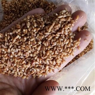 柏子仁 柏子仁统货 产地 山东省图2