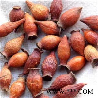 金樱子 统 2021年 产地 湖北省襄阳市枣阳市图2