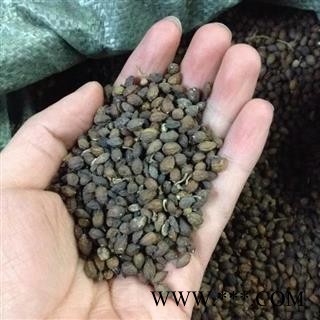 鸦胆子 鸦胆子选货 产地 广东省图2