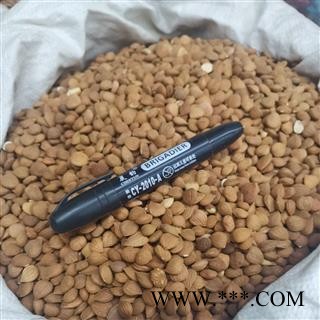 杏仁 苦杏仁统货 产地 河北省图3