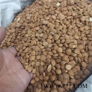 杏仁 苦杏仁统货 产地 河北省图2