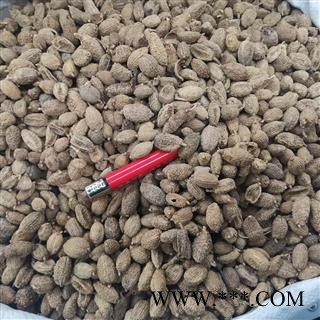 砂仁 砂仁进口统 产地 海外图2