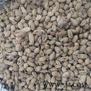 砂仁 砂仁进口统 产地 海外图4