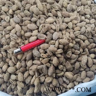 砂仁 砂仁进口统 产地 海外图3