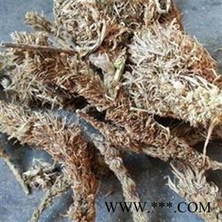 小丽百草行 糠谷老 看谷老 老谷穗 粟白发 老枪谷 谷子白发 促销图2