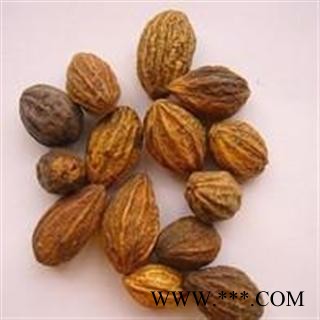 吉康药业诃子 柯子 金柯子 大金果 随风子图2