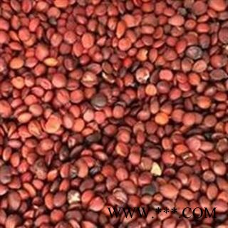 吉康药业枣仁 酸枣仁产地陕西98货 15天无条件退换图2