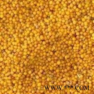 吉康药业芥子黄芥子芥菜子 青菜子 新货 净货图2