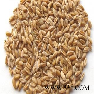 浮小麦 浮小麦净货 产地 河北省 安顺药业 专注品质 产地 安徽省图2
