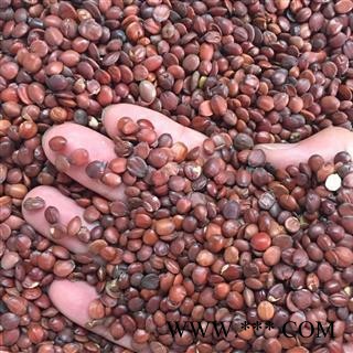 国产炒酸枣仁 产地 山东省图2