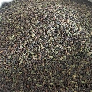 女贞子 女贞子腰果净货 产地 山东省图2