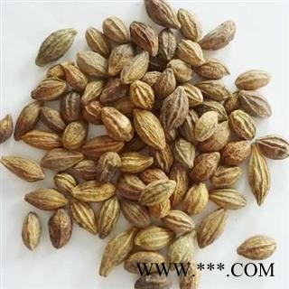 小丽百草行 诃子 柯子 金柯子 大金果 随风子图2