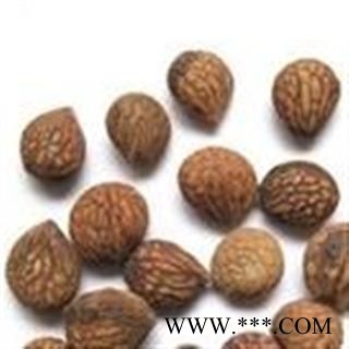 小丽百草行中药材 蕤仁 美人子 蕤核 山桃 蕤李子 蕤核仁图2