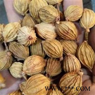 香砂 香砂 产地直销新货香砂，货干净足干，实物拍摄 产地 广西壮族自治区图3