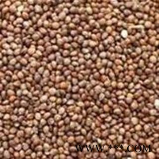 紫苏子 紫苏子净货 产地 山东省图2