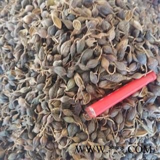 连翘 青翘生晒选货 产地 山西省图2