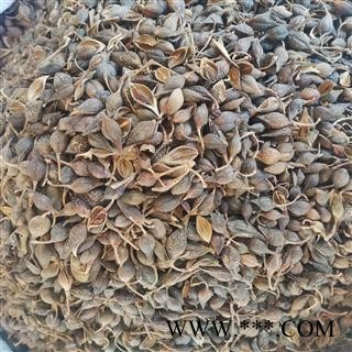 连翘 青翘生晒选货 产地 山西省图3