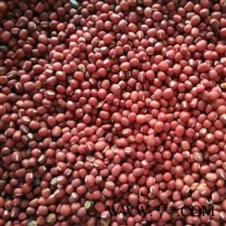 赤小豆 赤小豆统货 产地 山东省图2