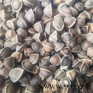 辣木籽 饱满 大粒 辣木子 进口图3