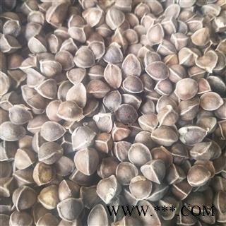 辣木籽 饱满 大粒 辣木子 进口图2