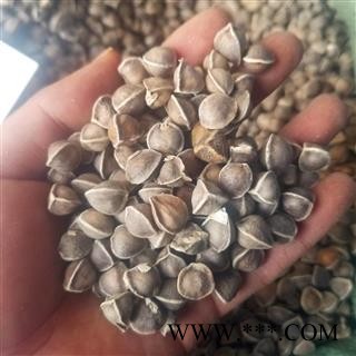 辣木籽 饱满 大粒 辣木子 进口图4