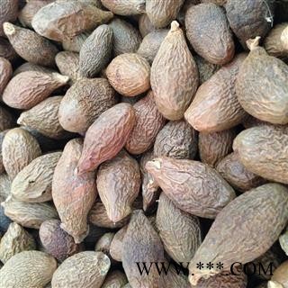 胖大海 胖大海圆粒 长粒 统货 产地 海外图2