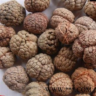 小丽百草行草蔻 大草寇 草叩 草扣  土砂仁 假砂仁图2